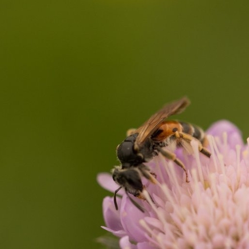 Afbeelding van Arnhem vermindert kasten honingbij en maakt ruimte voor wilde bij