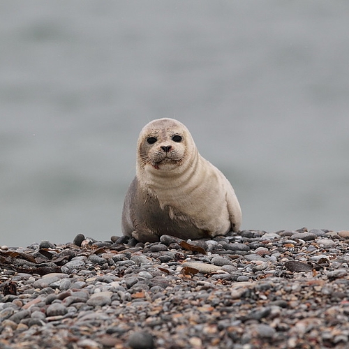 Na dertig jaar vijf keer zoveel gewone zeehonden in de Waddenzee