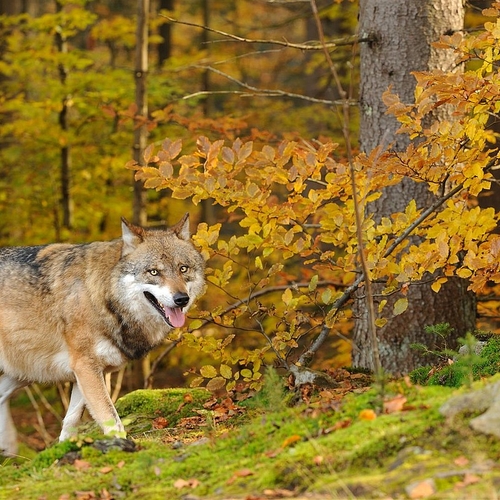 Nieuwe regels voor vergoeding van wolvenschade