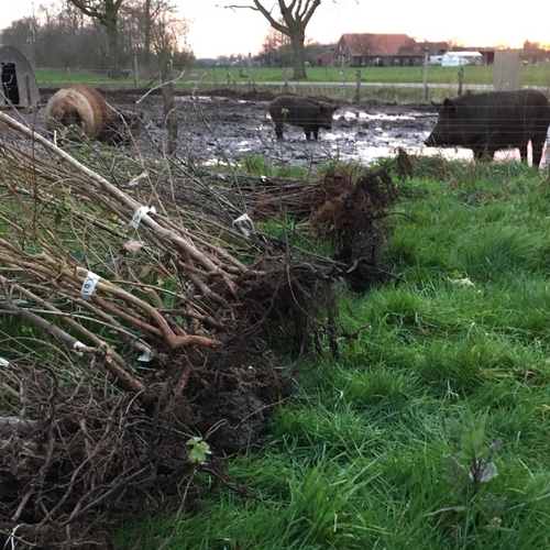 Miljoen gratis bomen voor klimaat en biodiversiteit