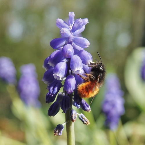 Afbeelding van Voedselbanken voor bijen delen bloemzaad uit om te zaaien
