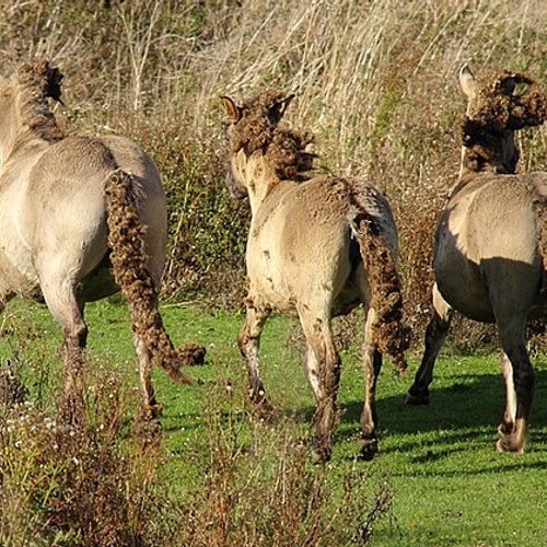 Afbeelding van Staatsbosbeheer: 28 koniks uit Lauwersmeer naar slacht