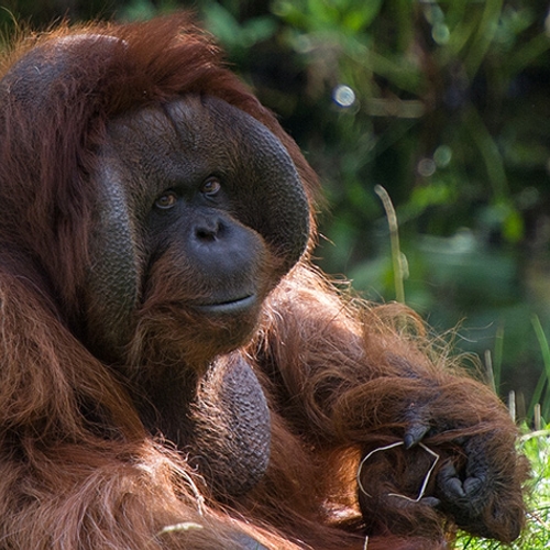 Orang-oetans in Rhenen krijgen computerspelletjes en "Tinder"