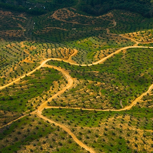 Afbeelding van 'Aarde redden kan goedkoop: geef landbouw terug aan natuur'