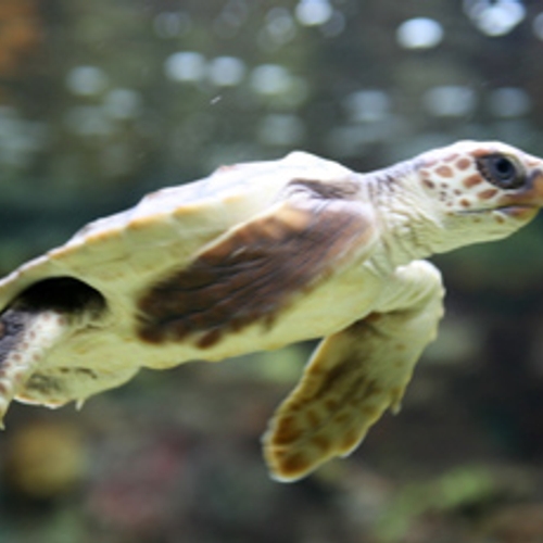 Bedreigde zeeschildpad die bij Zoutelande aanspoelde overleden