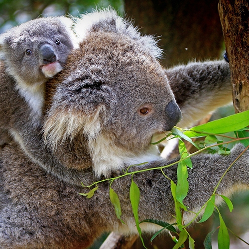 Koala's aangemerkt als bedreigde diersoort in Australië