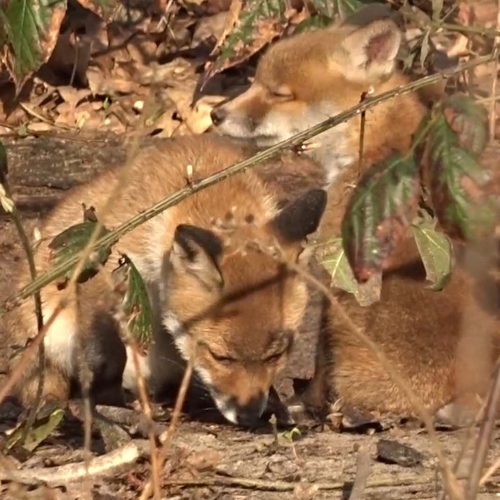 Jonge vosjes genieten van de zon | Zelf Geschoten