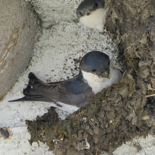 Huiszwaluw maakt nestje van klei | Zelf Geschoten