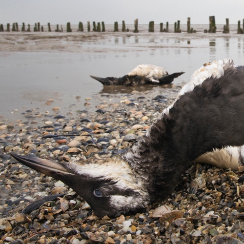Veel dode zeekoeten aangespoeld op strand Schiermonnikoog