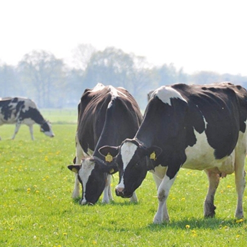 Koeien van 200 melkveebedrijven testen middel om minder te winden