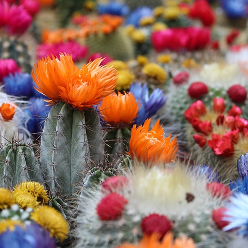Operatie Cactus onderschept duizenden beschermde planten en dieren