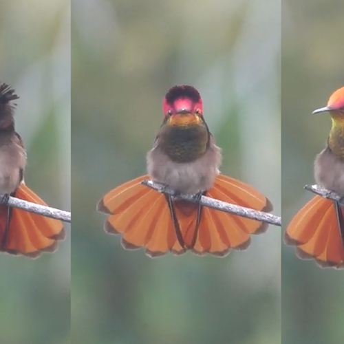 Muskietkolibrie verandert razendsnel van kleur | Zelf Geschoten