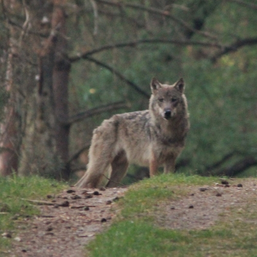 Bezwaar Faunabescherming tegen schieten op wolf met paintballs