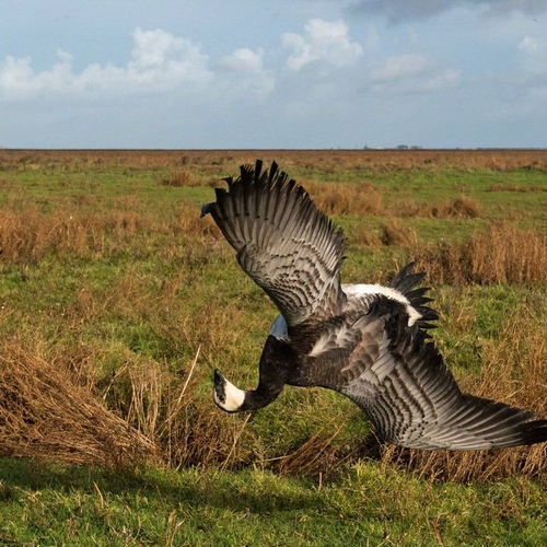 Jagers willen met vogelgriep besmette wilde dieren opruimen