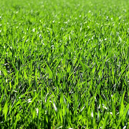 Groen gras: eenvoudig en onmisbaar plantje