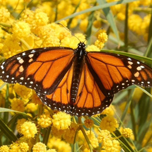 Monarchvlinder opgenomen op lijst bedreigde diersoorten