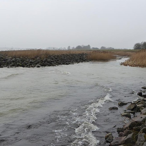 Nieuwe rivier gaat vismigratie tussen IJsselmeer en Waddenzee verbeteren