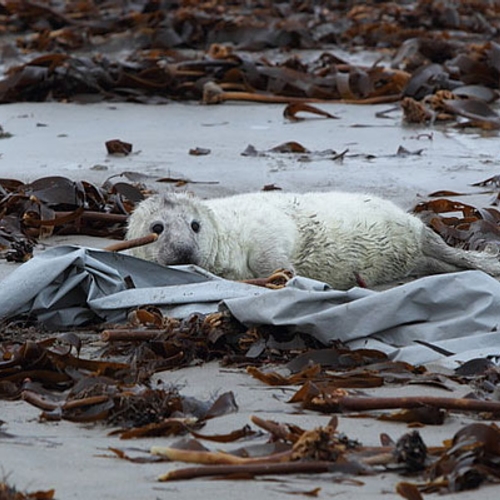 Door storm spoelen opvallend veel zeehondenpups aan op strand
