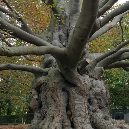 Mooiste en dikste boom van Zuid-Holland staat in Leiden