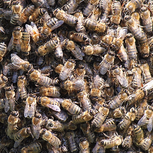 Insecticide dat bijen doodt vanaf 2022 verboden
