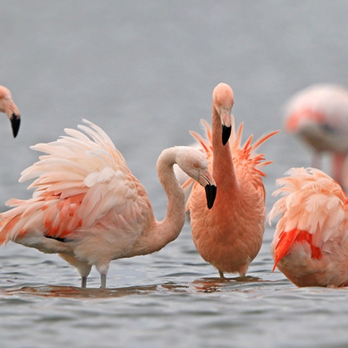 Waarom eten flamingo’s ondersteboven?