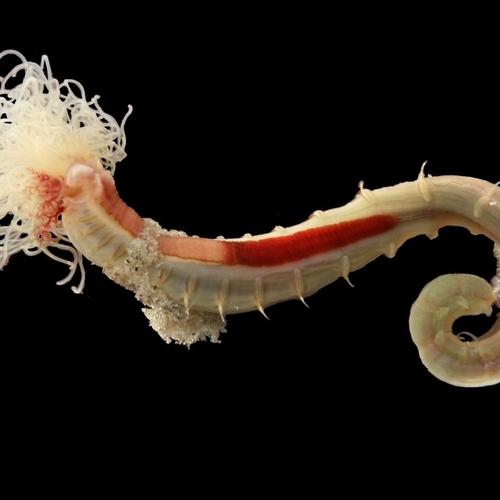 Schelpkokerworm is van onschatbare waarde voor wad
