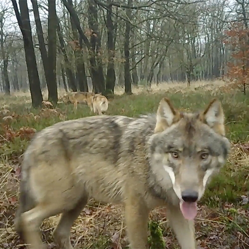 Parkeerverbod in Drents-Friese Wold voor wolvenspotters