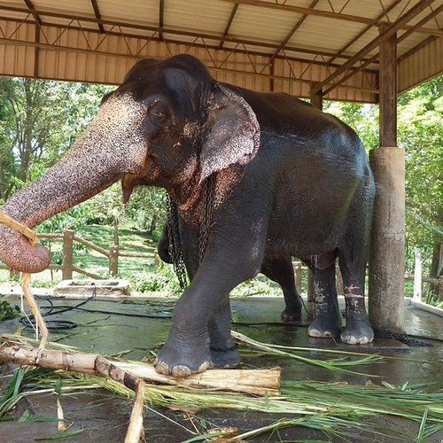 Olifantenleed in Thailand fors gestegen