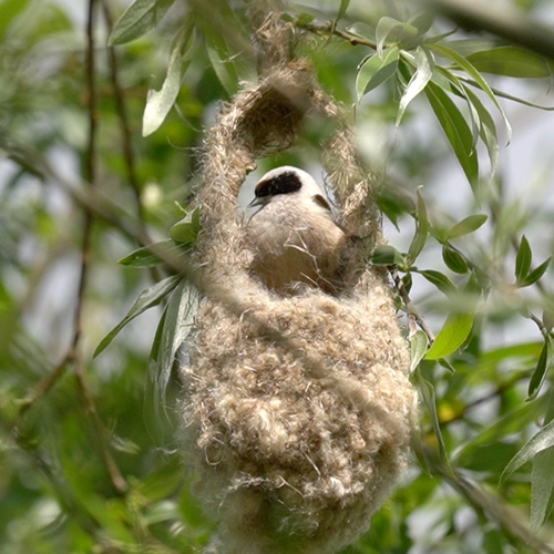 Buidelmees in nest | Zelf Geschoten
