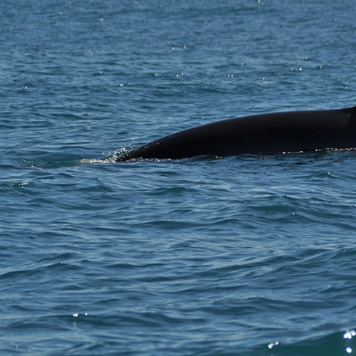 Rijkswaterstaat laat dode walvis vergaan op Rottumerplaat