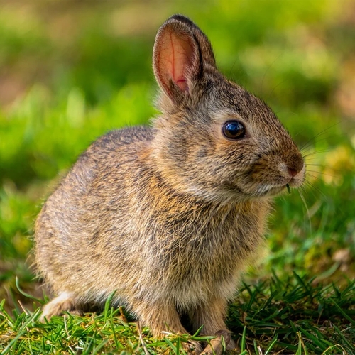 Kamermeerderheid voor einde aan vrij bejagen van konijn en haas