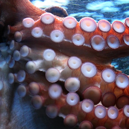 Dierenwelzijnsorganisaties fel gekant tegen octopuskwekerij