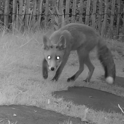 Vos steelt pruim | Zelf Geschoten