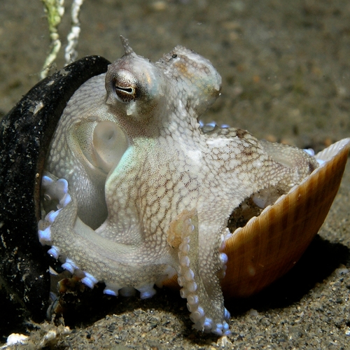 Octopussen gebruiken ons afval als schuilplaats