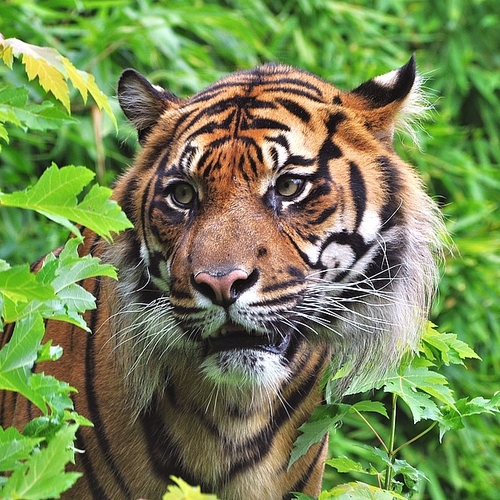 Bedreigde Sumatraanse tijgers herstellen van coronavirus