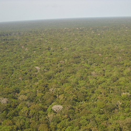 Afbeelding van Ontbossing Amazone bijna 22 procent gestegen