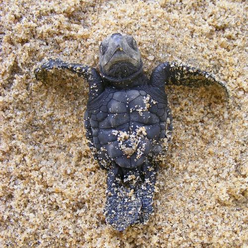 Afbeelding van Honderden dode schildpadden gevonden op Mexicaans strand