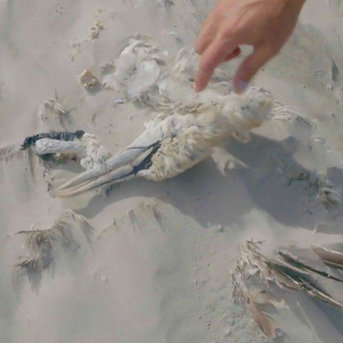 Beach litter Survey: plastic tellen op de platen