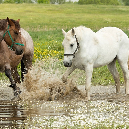 Maakte 'duurzame' grond rond Máximabrug paarden ziek?