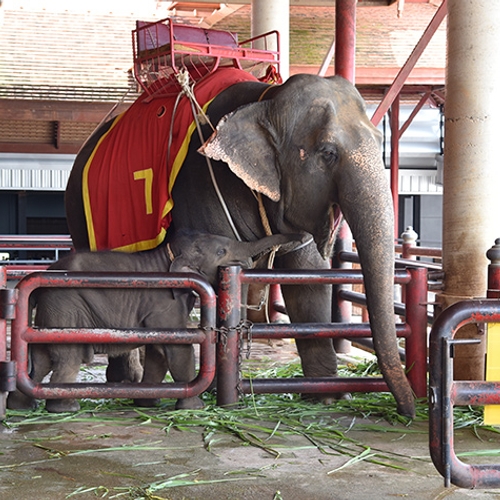 Nieuwe regels voor olifantenritten in Sri Lanka zijn wassen neus