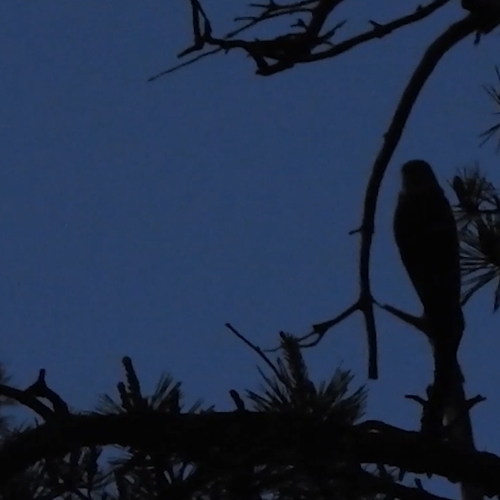 Nachtzwaluw in de Maasduinen | Zelf Geschoten