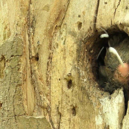 Jonge spreeuw houdt nest schoon | Zelf Geschoten