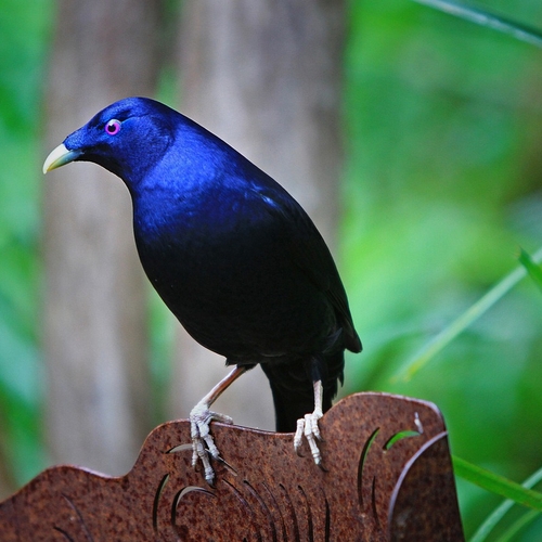 De veren van de pronkvogel, bio-based bouwen en overige onderwerpen