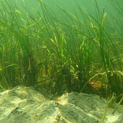 Afbeelding van Zeegras groeit succesvol in Grevelingenmeer en Veerse Meer