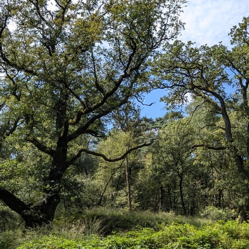 Bioloog Arjen Mulder ontdekte dat hij met bomen kan communiceren