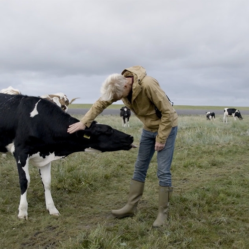 Hongerige koeien in Groningen | Achter de Schermen