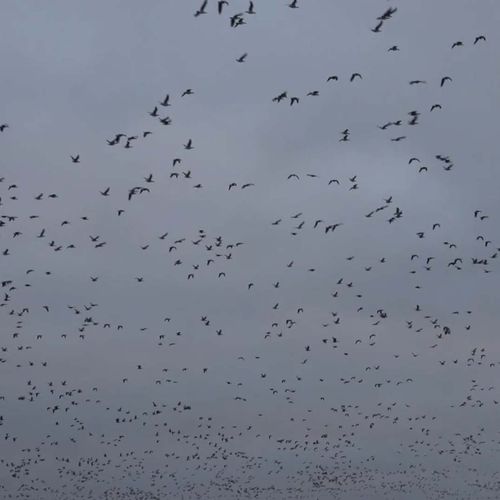 Afbeelding van Honderden ganzen boven het Wad | Zelf Geschoten