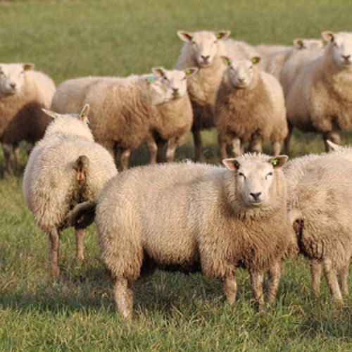 Afbeelding van In januari 85 schapen aangevallen