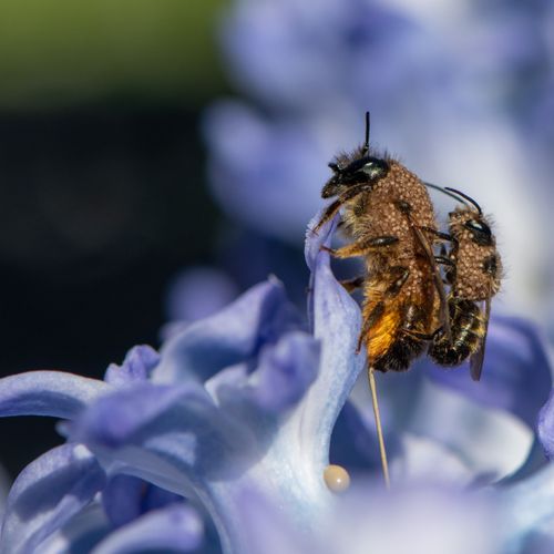 Afbeelding van Wat voor beestjes liften mee op deze metselbijen?