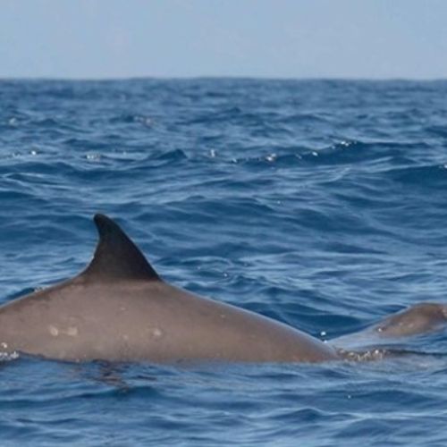 Afbeelding van Snelle spitssnuitdolfijnen jagen in de diepzee